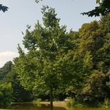 Abbildng: Platzhalter