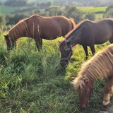 Abbildng: Platzhalter