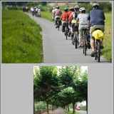 Abbildng: Platzhalter